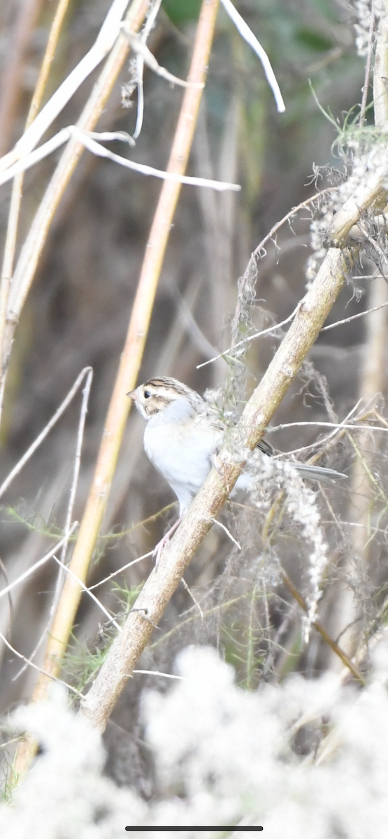 Clay-colored Sparrow - ML612020226