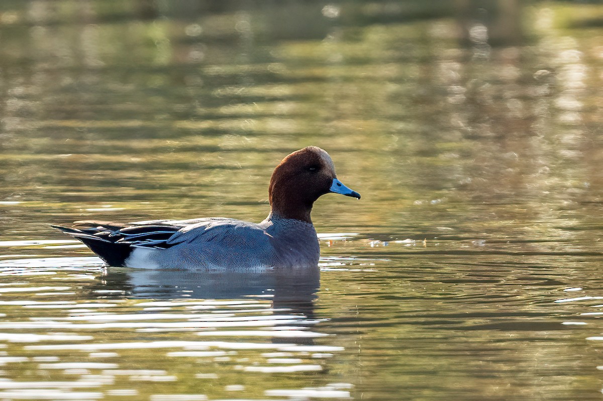 Eurasian Wigeon - ML612020274