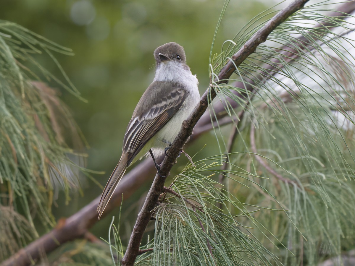 La Sagra's Flycatcher - ML612020319