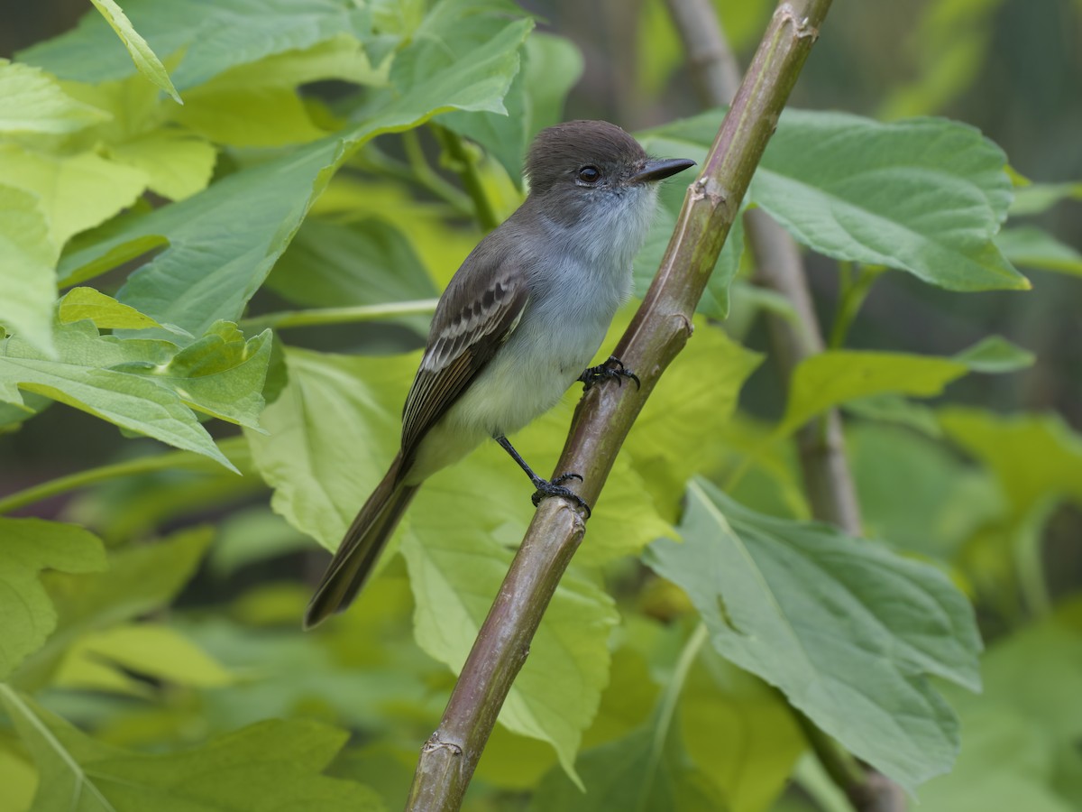 La Sagra's Flycatcher - ML612020320