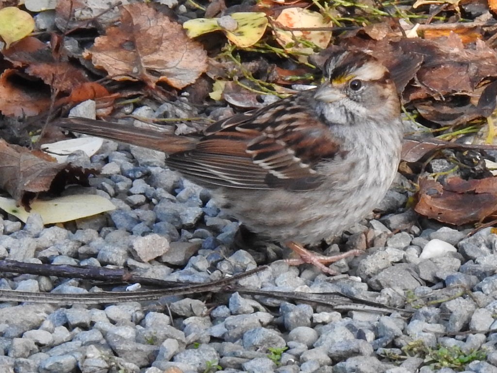 White-throated Sparrow - ML612020387