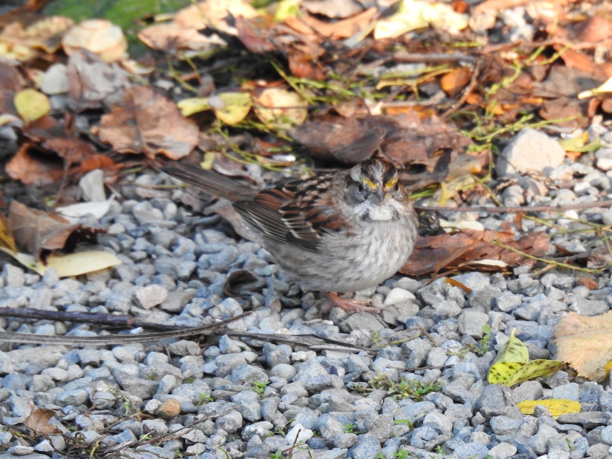 White-throated Sparrow - ML612020388