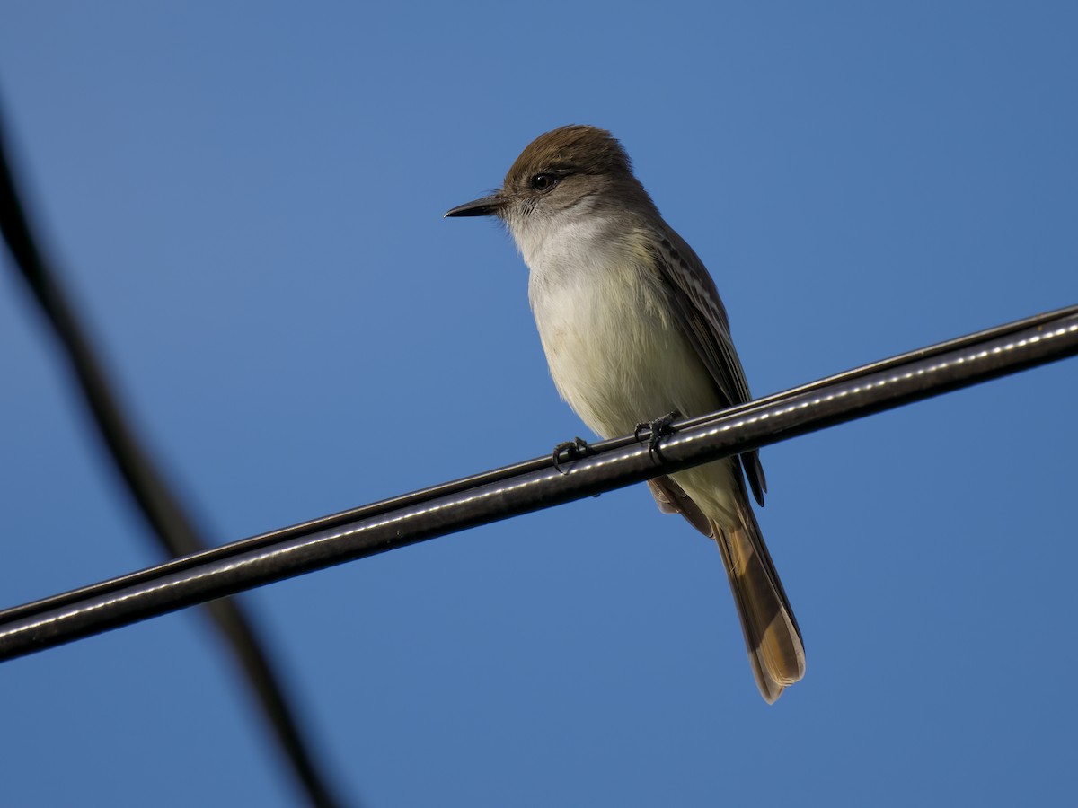 La Sagra's Flycatcher - ML612020425