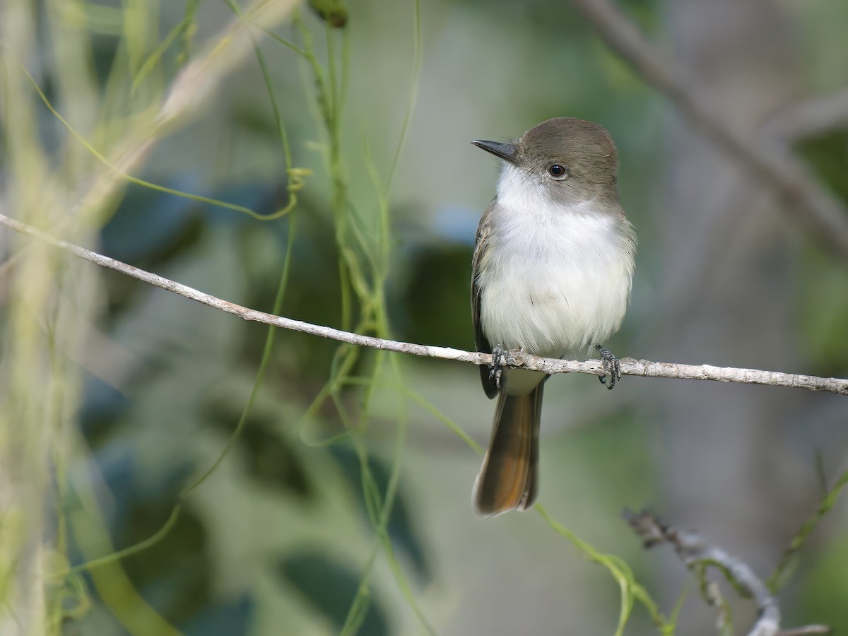 La Sagra's Flycatcher - ML612020426