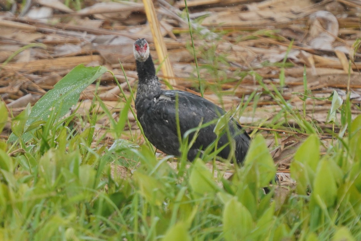 Weißwangen-Wehrvogel - ML612020487