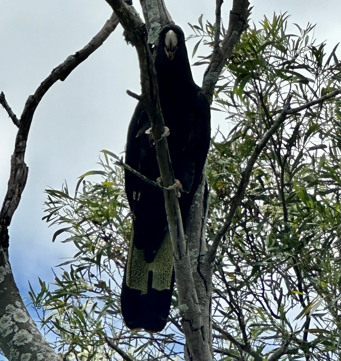 Yellow-tailed Black-Cockatoo - ML612020503