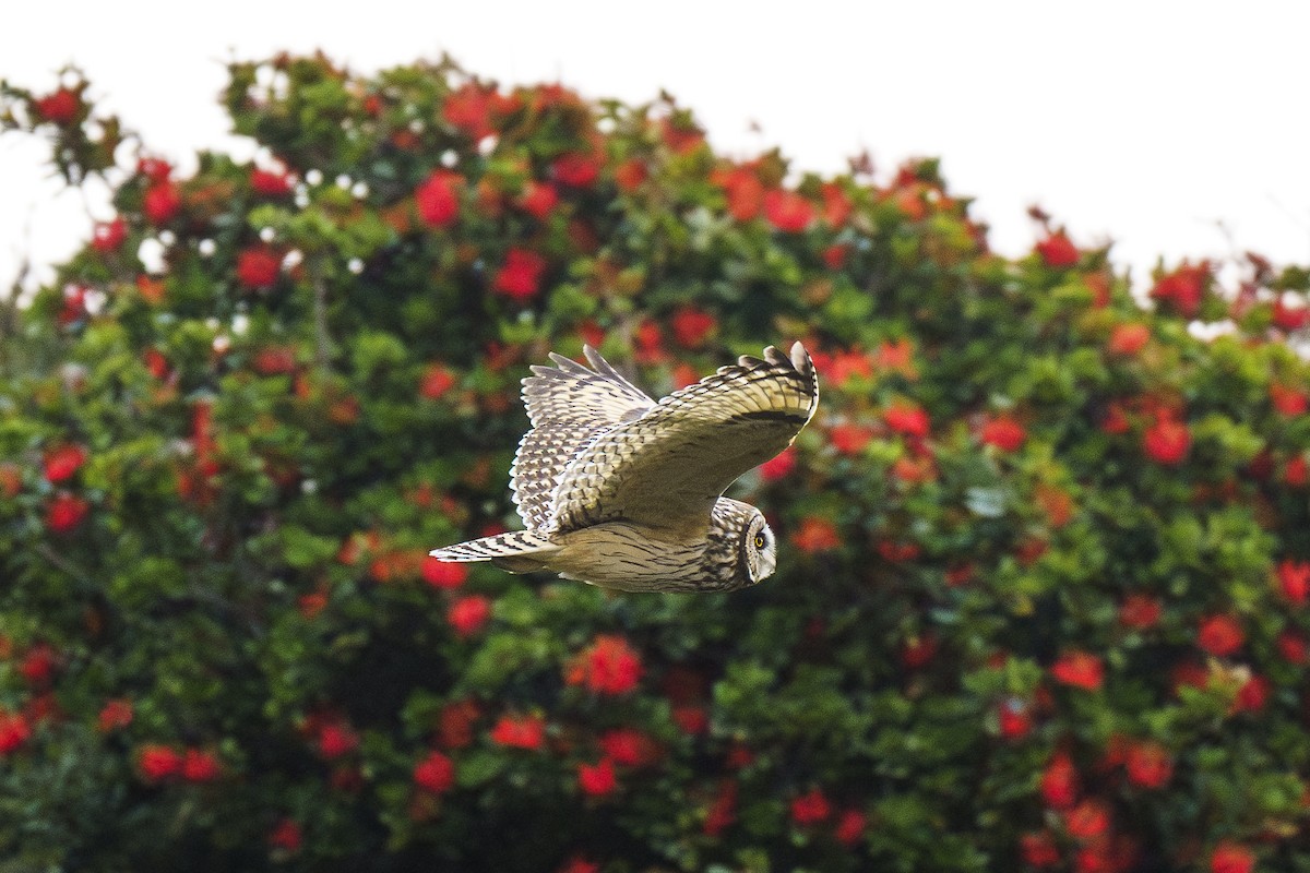 Short-eared Owl - Rogelio Espinosa