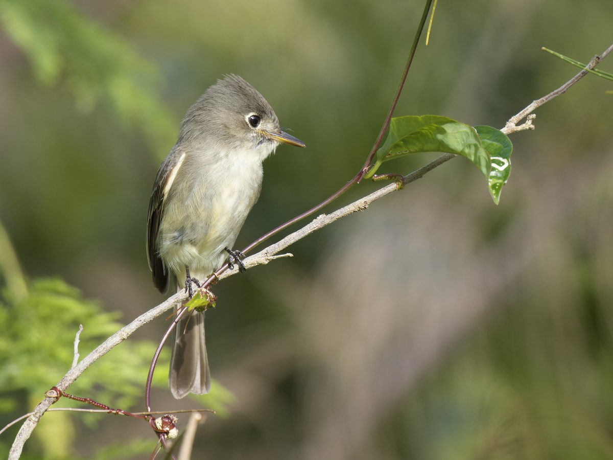 Cuban Pewee - ML612020535