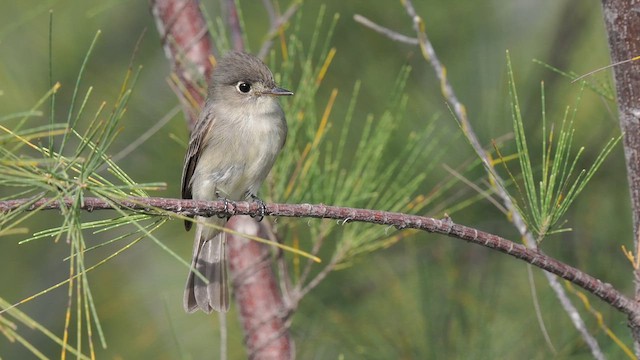 Cuban Pewee - ML612020557