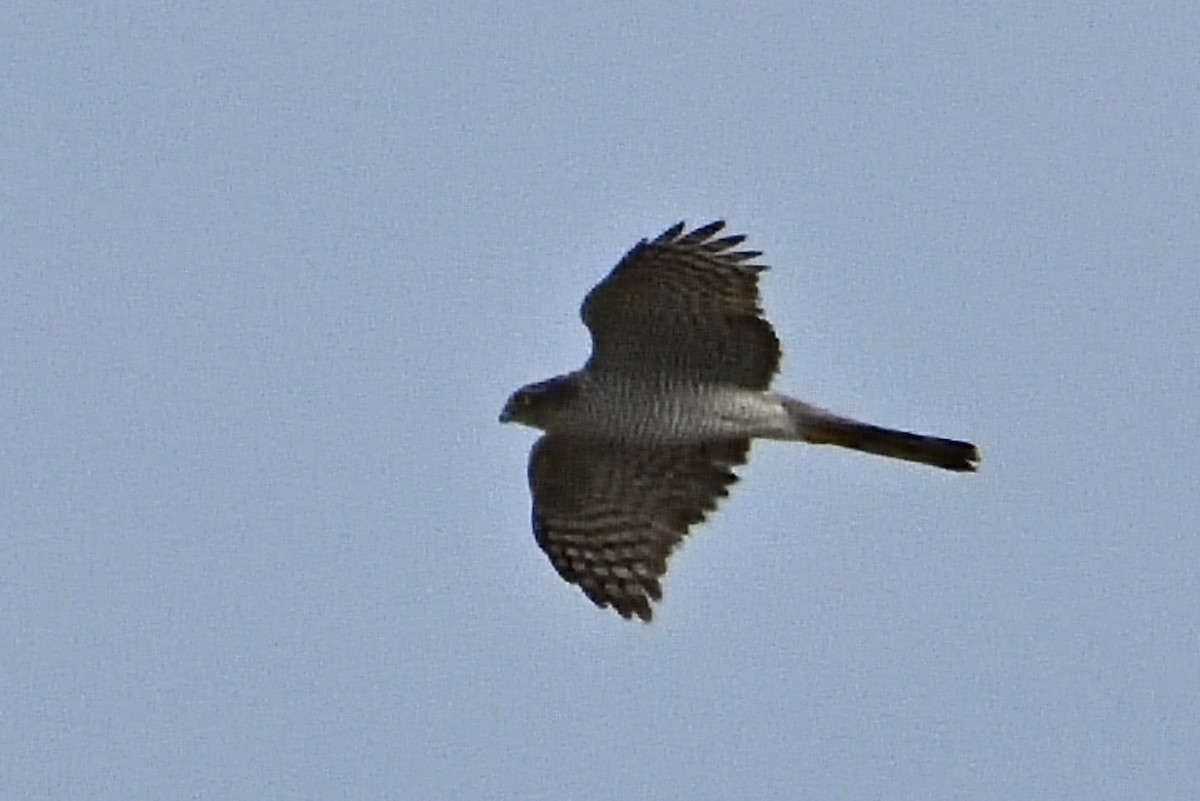 Eurasian Sparrowhawk - ML612020580