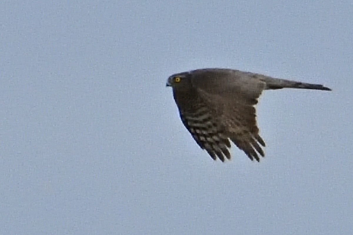 Eurasian Sparrowhawk - ML612020581