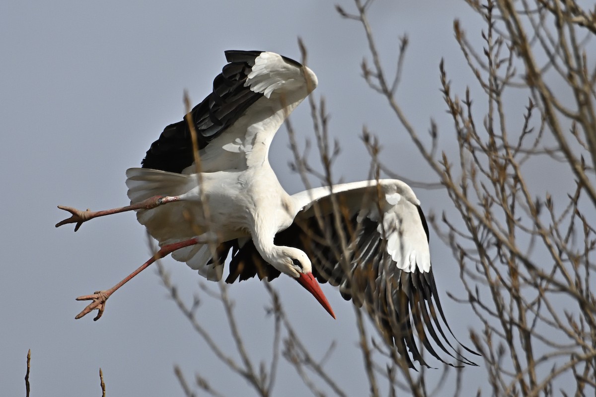 White Stork - ML612020588
