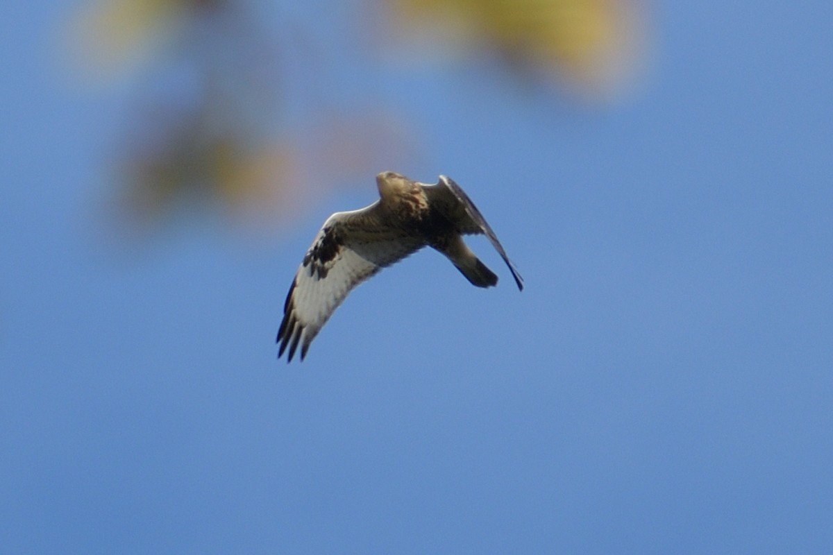 Rough-legged Hawk - ML612020594