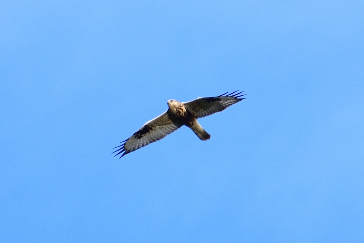 Rough-legged Hawk - ML612020595