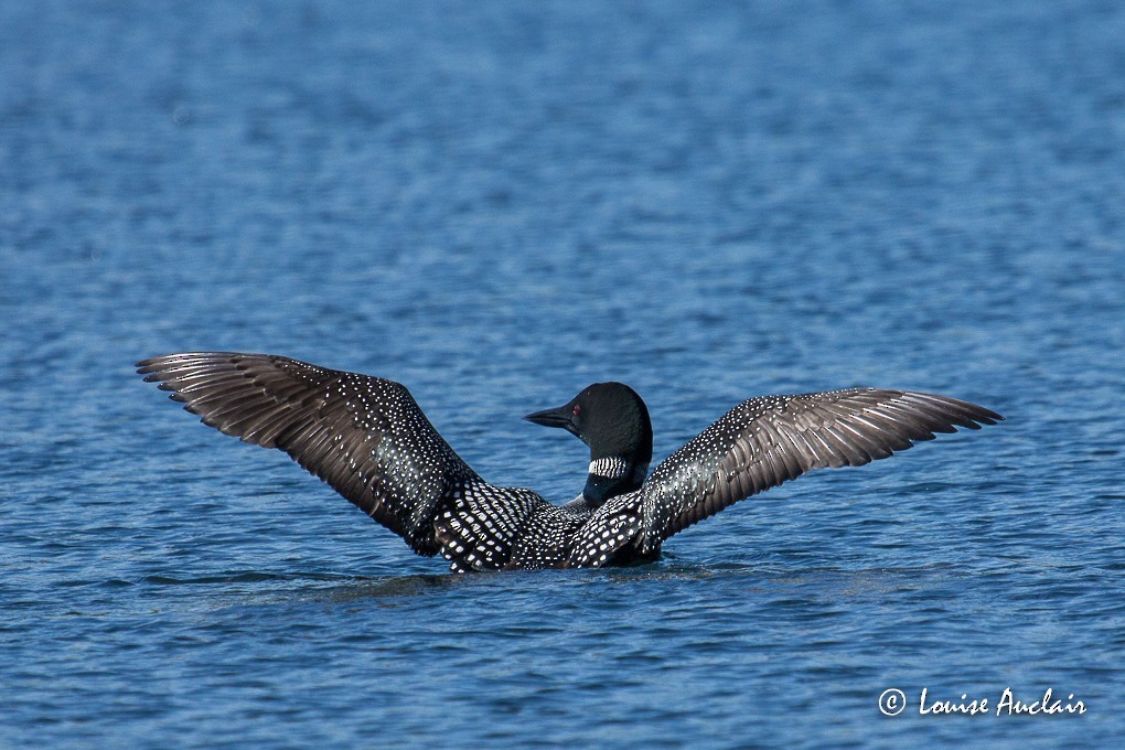 Common Loon - ML61202061