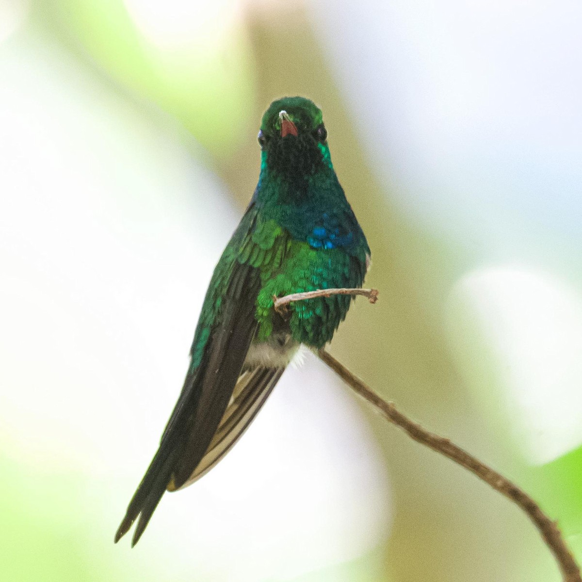 Puerto Rican Emerald - Osvaldo Rosado