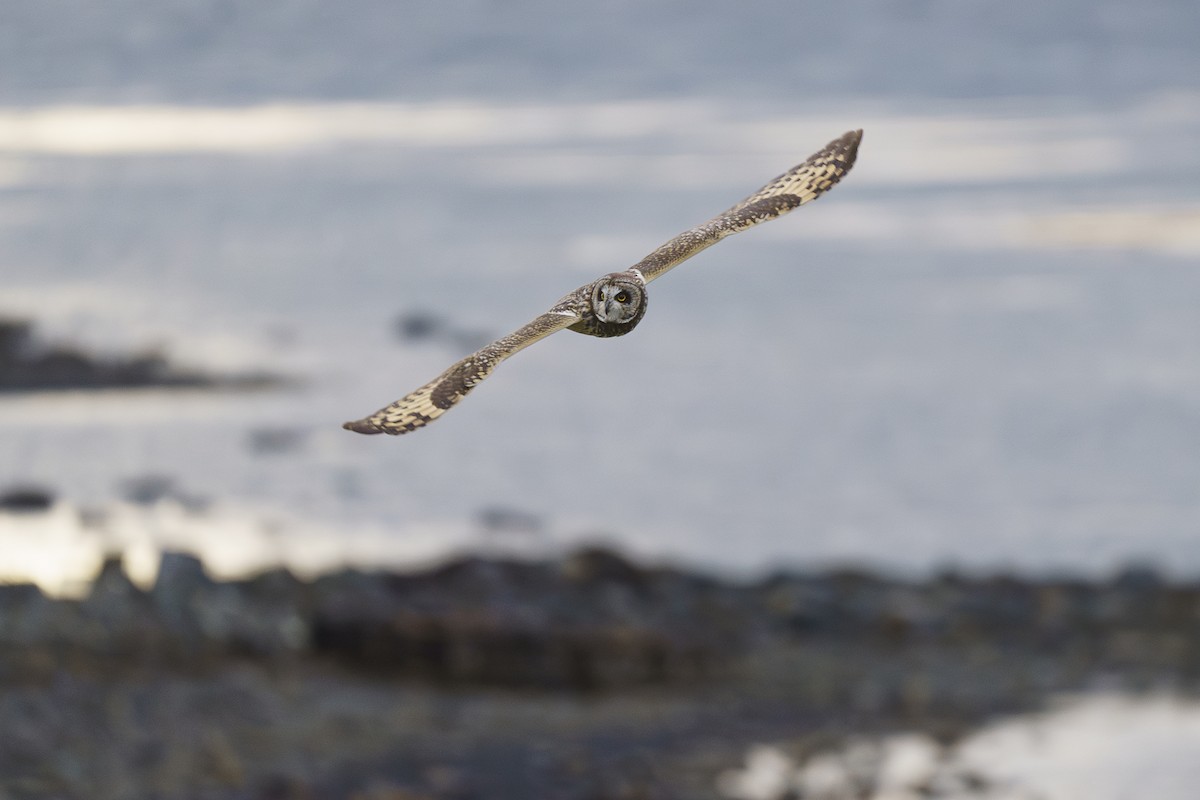 Short-eared Owl - Rogelio Espinosa