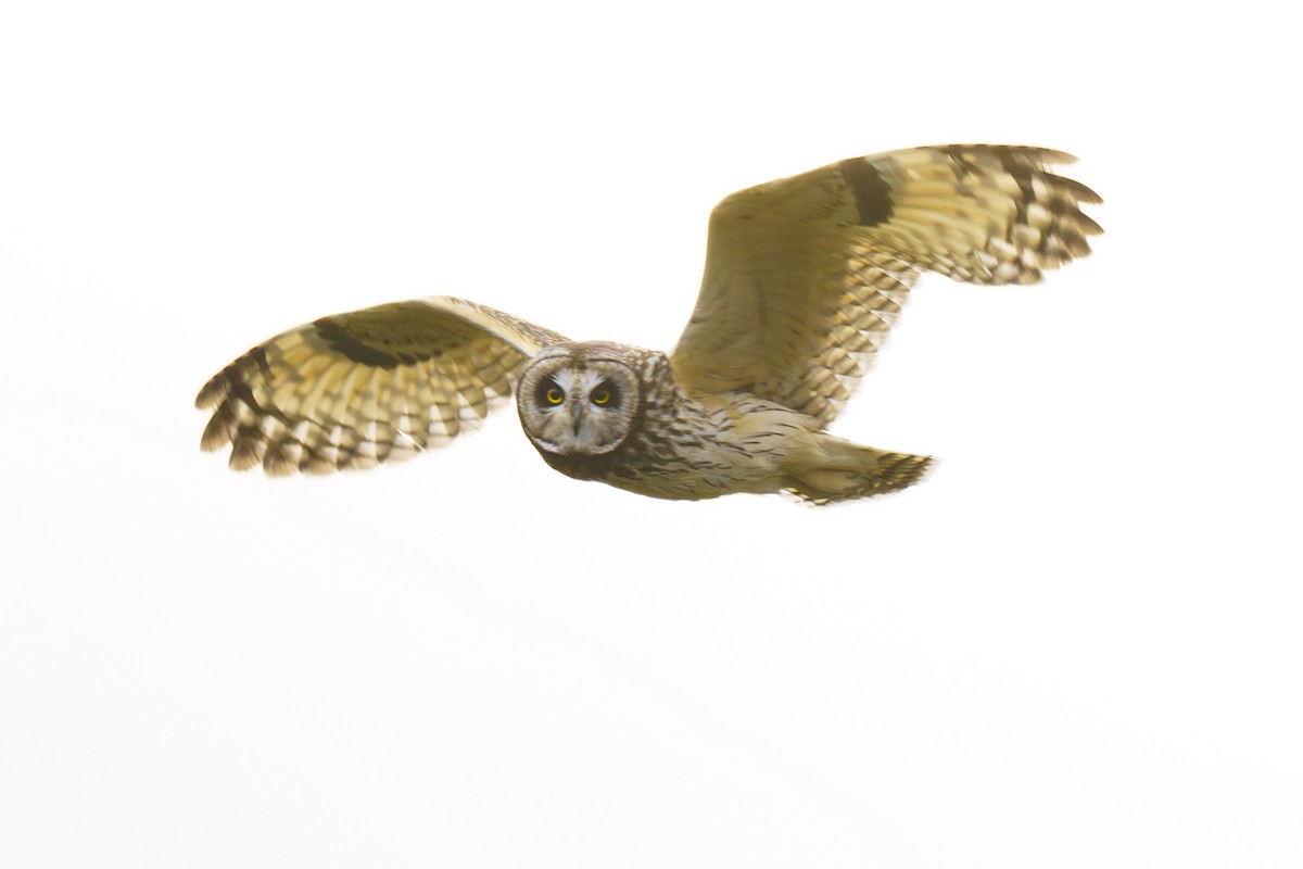 Short-eared Owl - Rogelio Espinosa