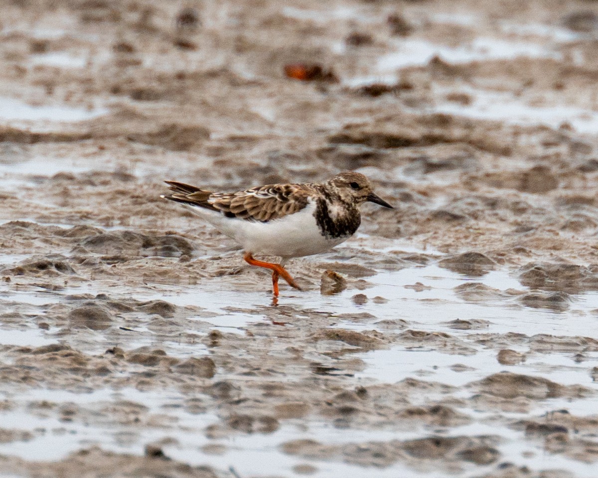 Ruddy Turnstone - Victor Pássaro