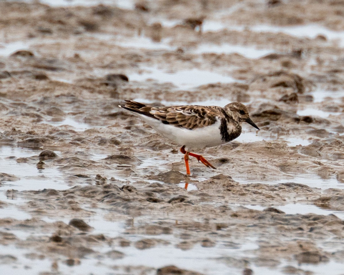 Ruddy Turnstone - ML612020642