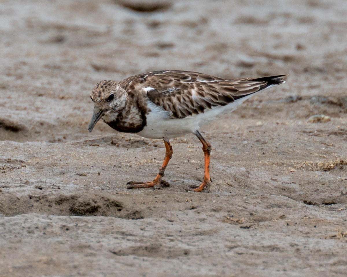 Ruddy Turnstone - ML612020647