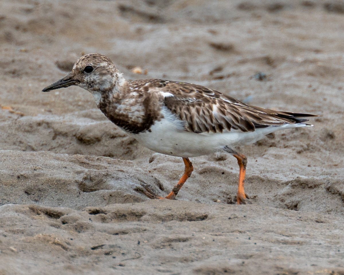 Ruddy Turnstone - ML612020648