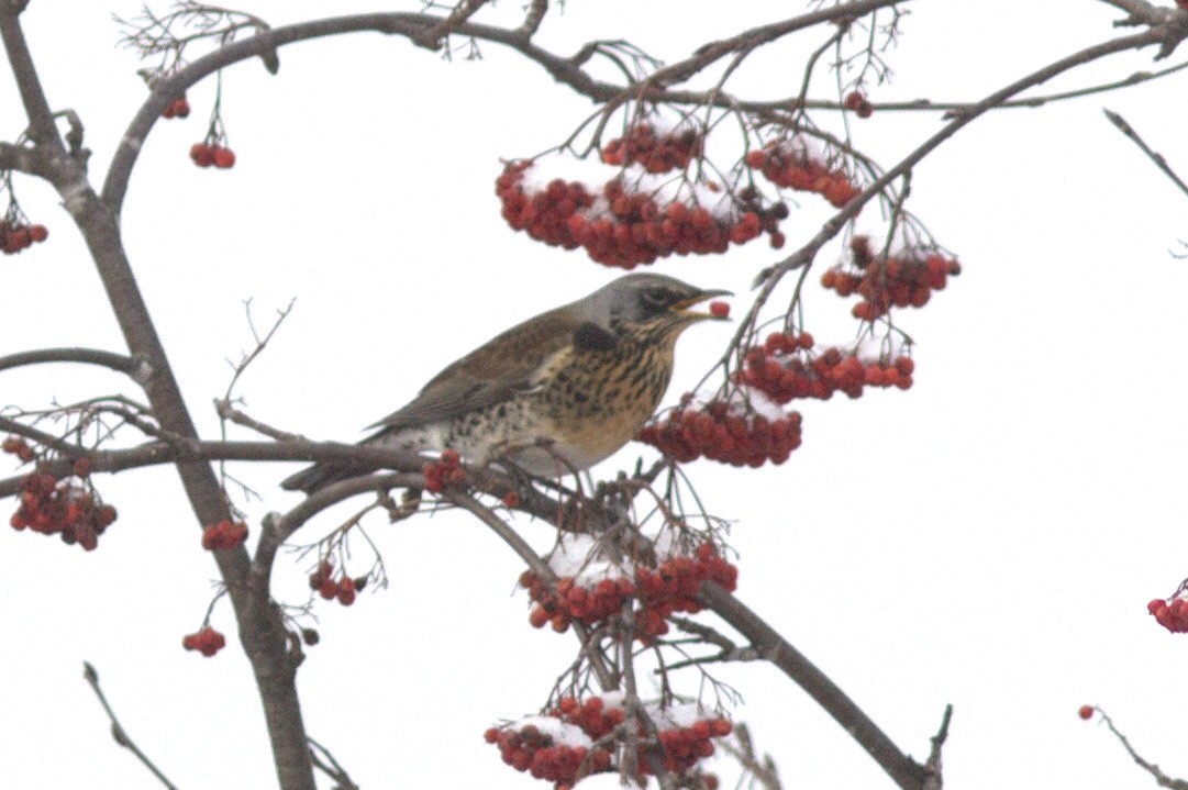 Fieldfare - Mary Powers