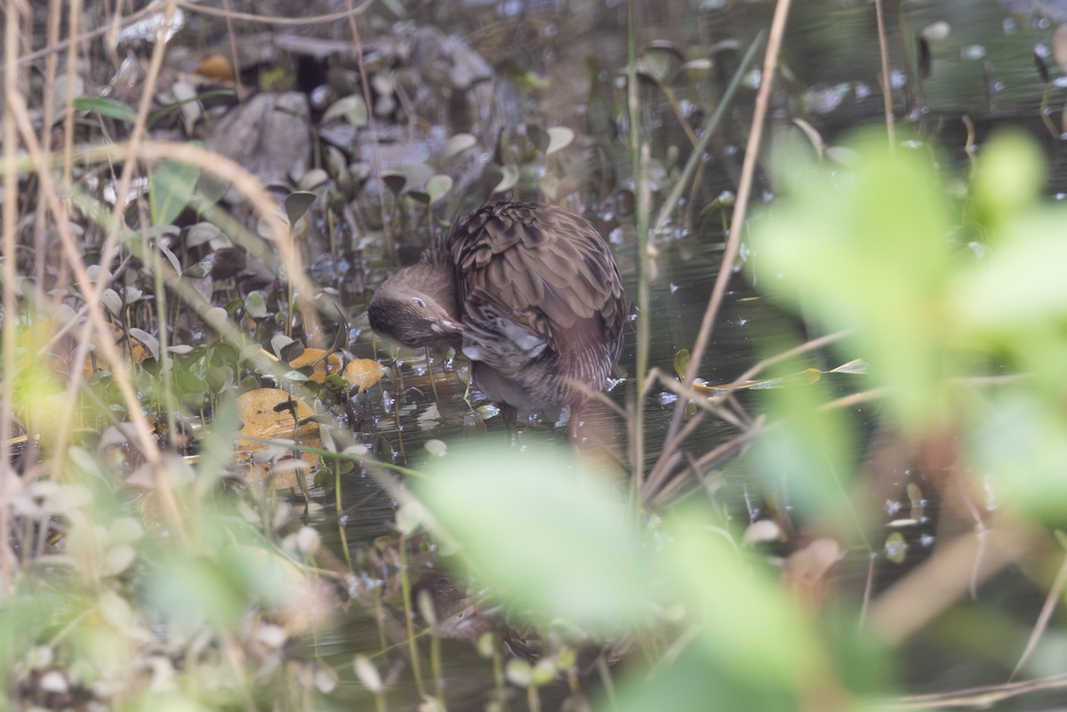 Mangrove Rail - ML612020661