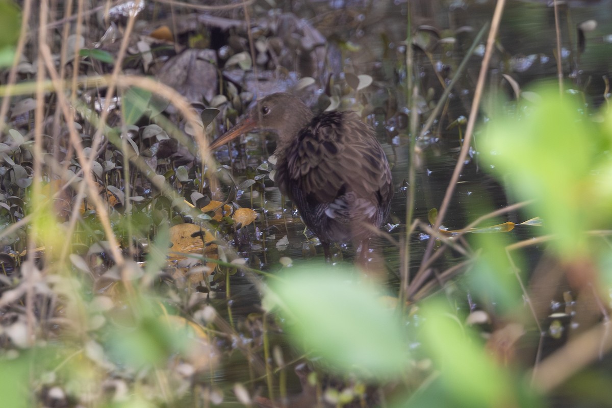 Mangrove Rail - ML612020662