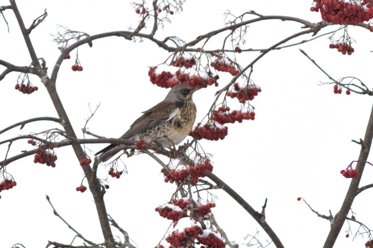 Fieldfare - Mary Powers