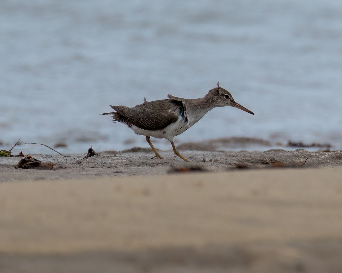 Spotted Sandpiper - ML612020673