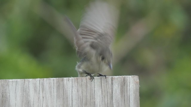 Cuban Pewee - ML612020728