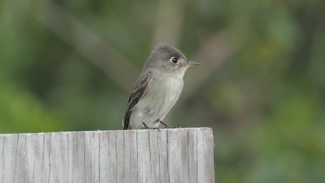 Cuban Pewee - ML612020800