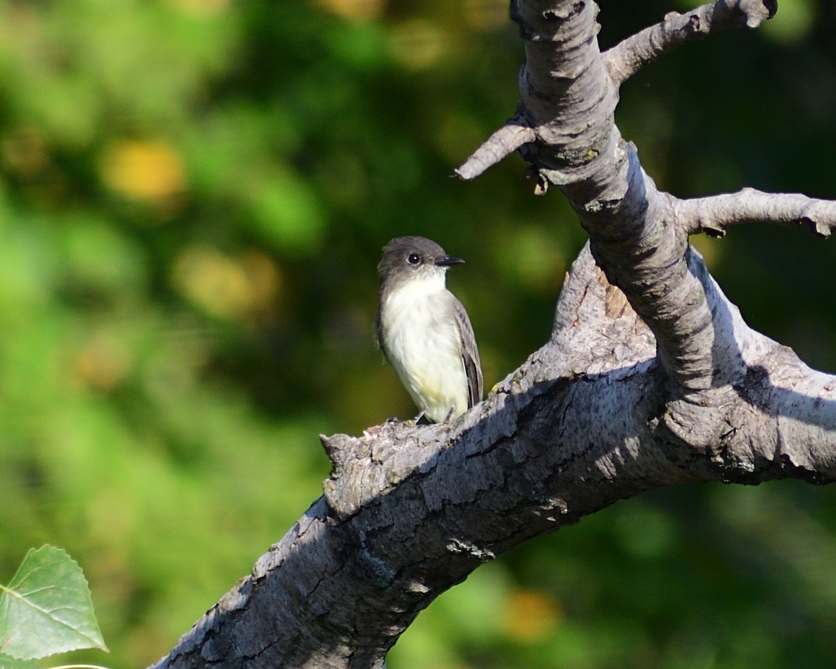 Eastern Phoebe - ML612020819