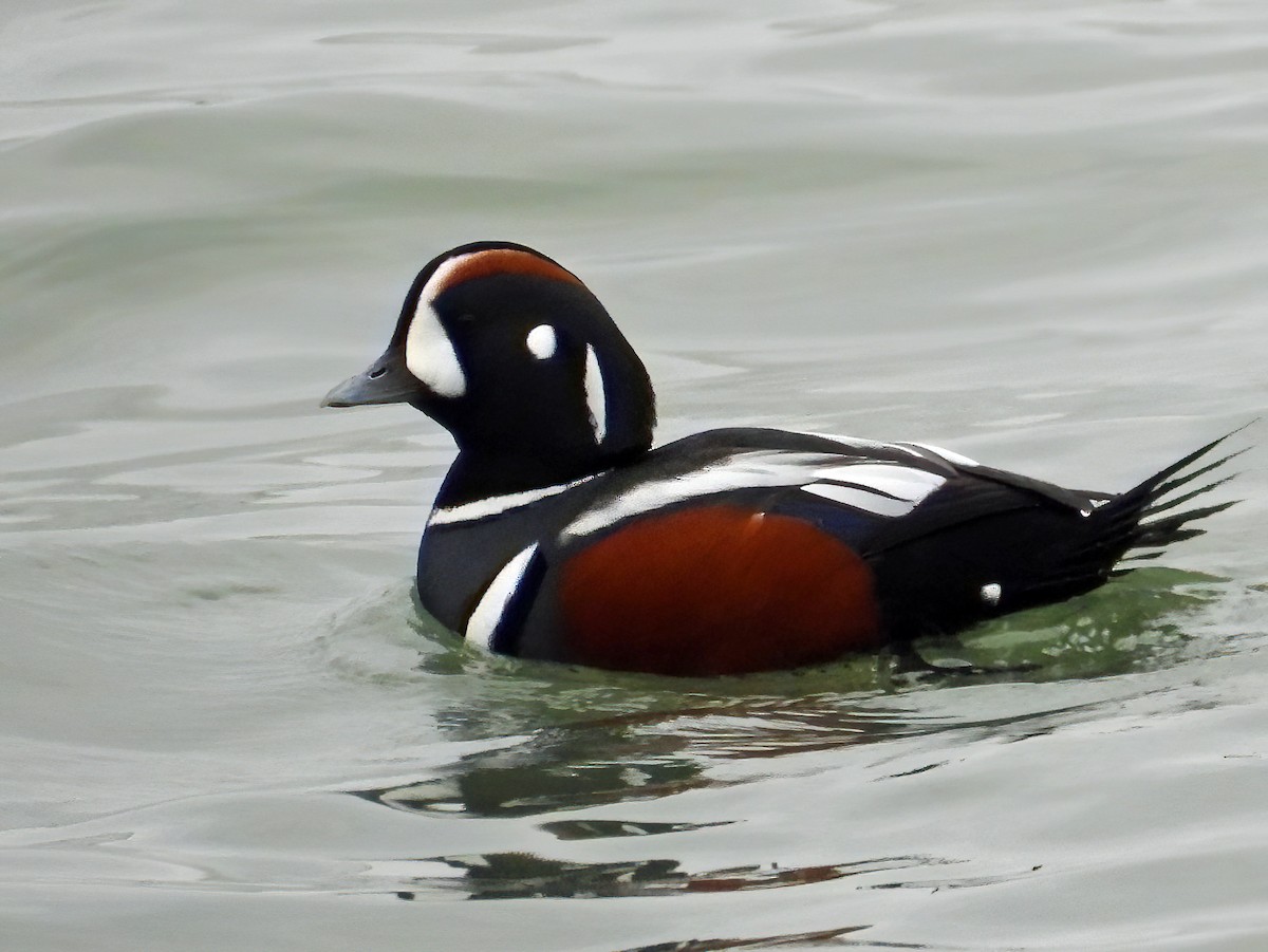 Harlequin Duck - ML612020831