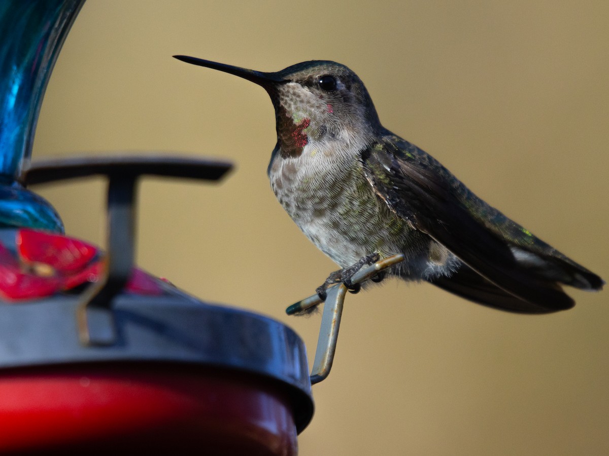 Anna's Hummingbird - ML612020887