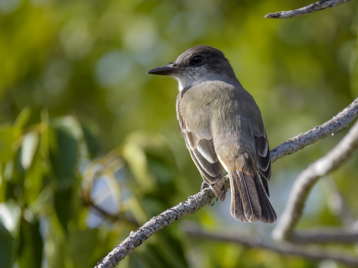 Loggerhead Kingbird - ML612020895