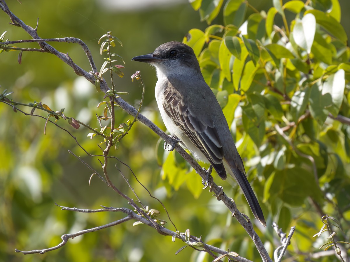 Loggerhead Kingbird - Cin-Ty Lee