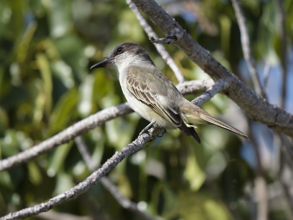 Loggerhead Kingbird - ML612020897