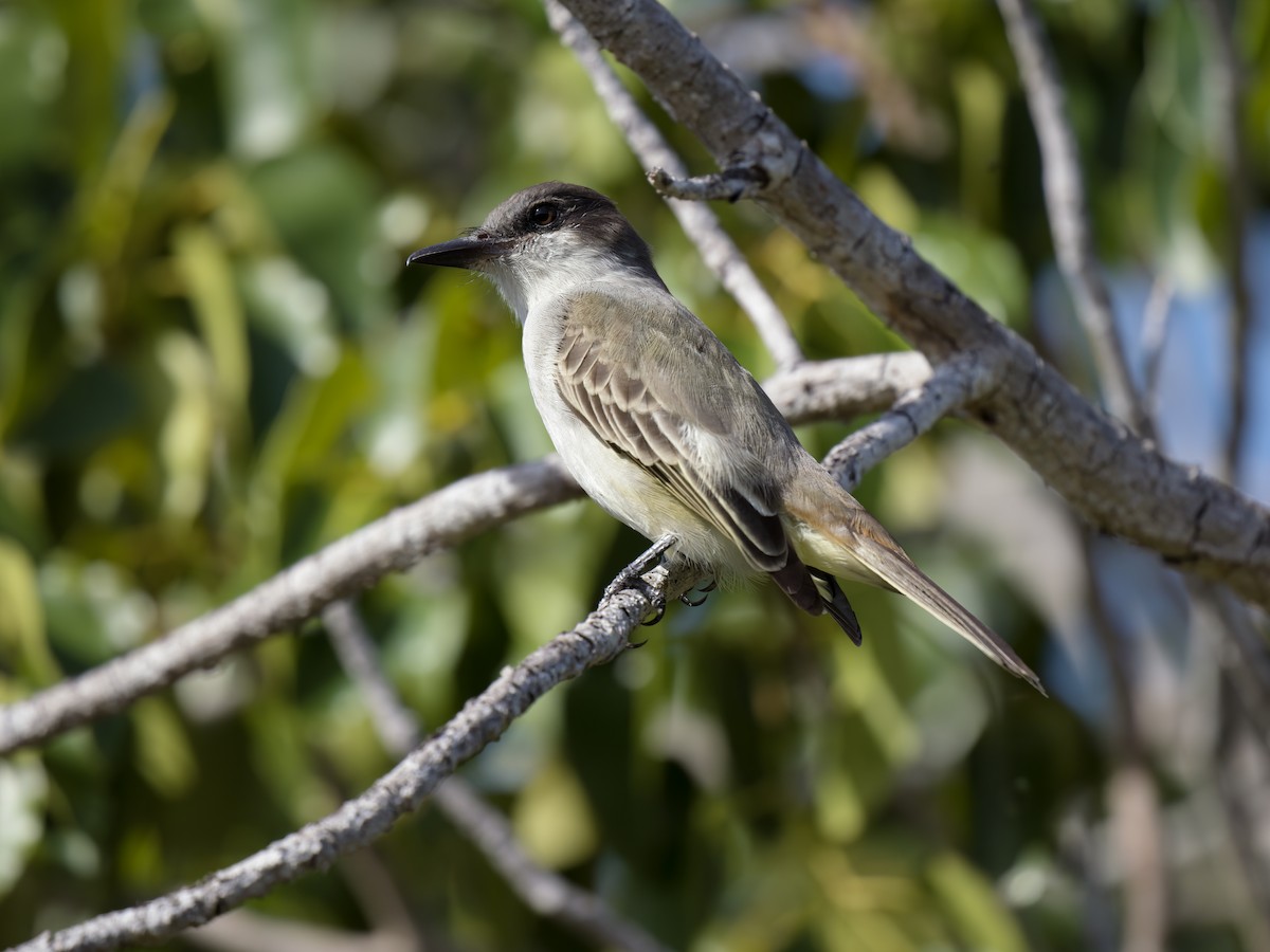 Loggerhead Kingbird - ML612020898