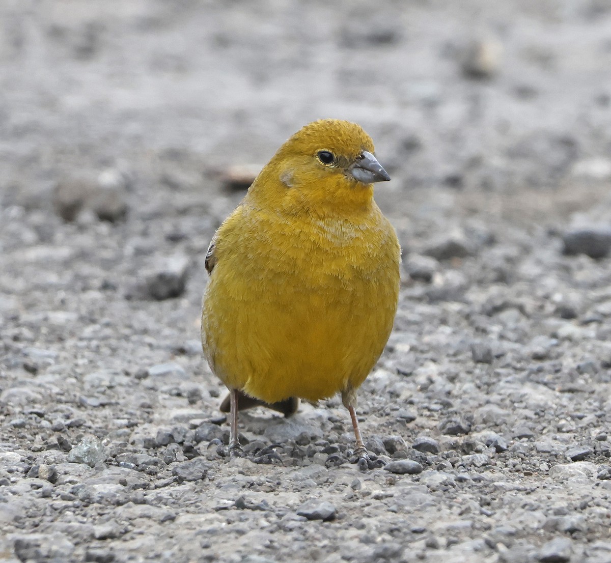 Greater Yellow-Finch - ML612020940