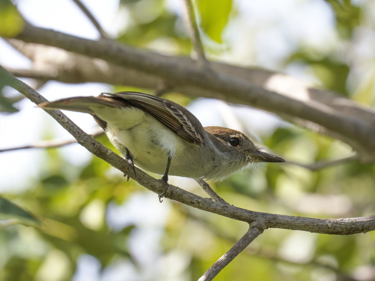 La Sagra's Flycatcher - ML612020950