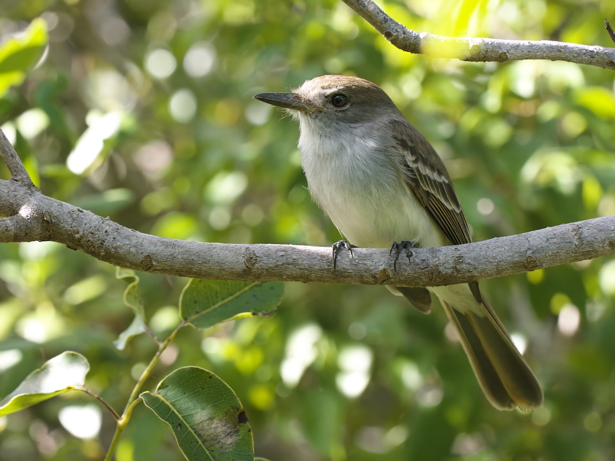 La Sagra's Flycatcher - ML612020953