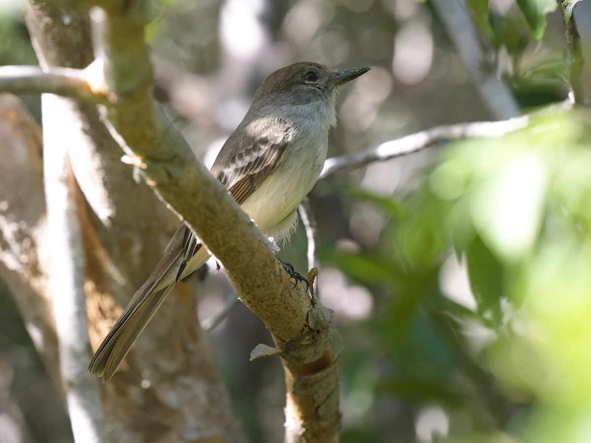 La Sagra's Flycatcher - Cin-Ty Lee