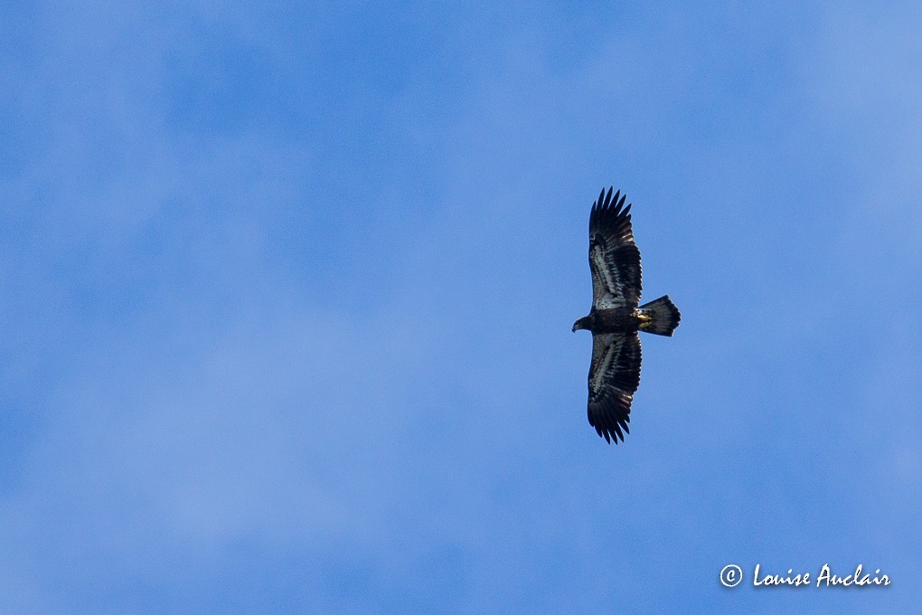 Bald Eagle - ML61202101