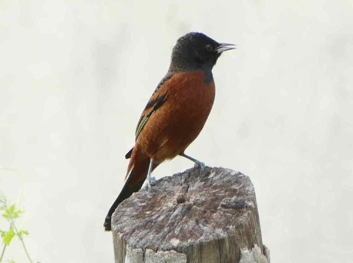 Orchard Oriole - ML612021011