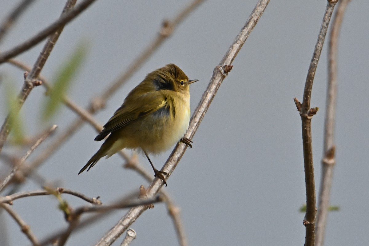 Common Chiffchaff - ML612021054