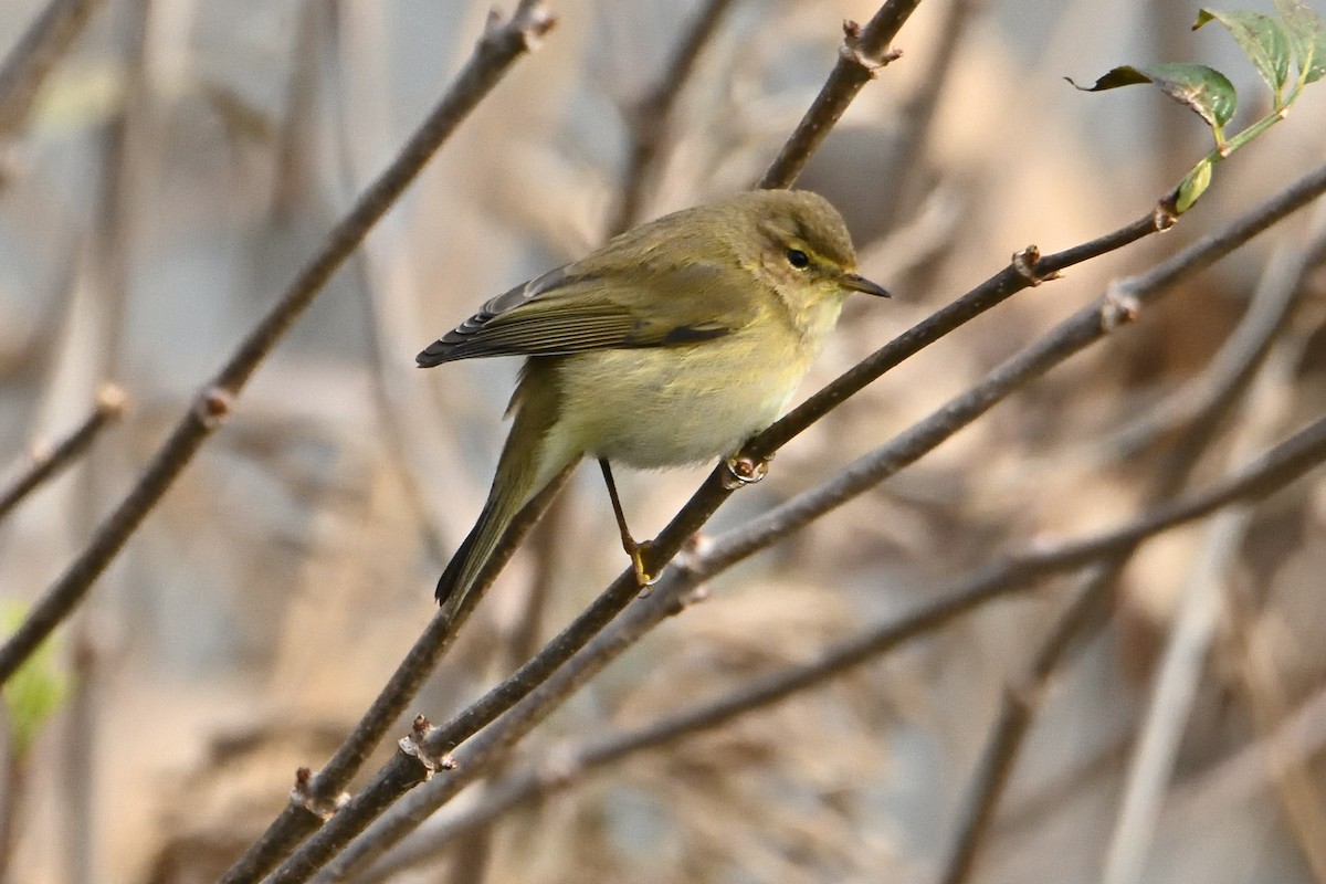 Common Chiffchaff - ML612021055