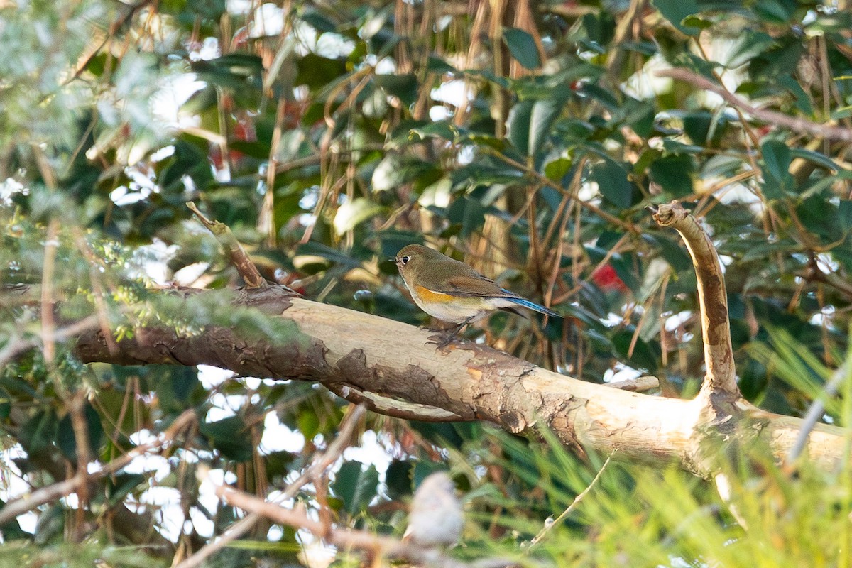 Red-flanked Bluetail - ML612021057