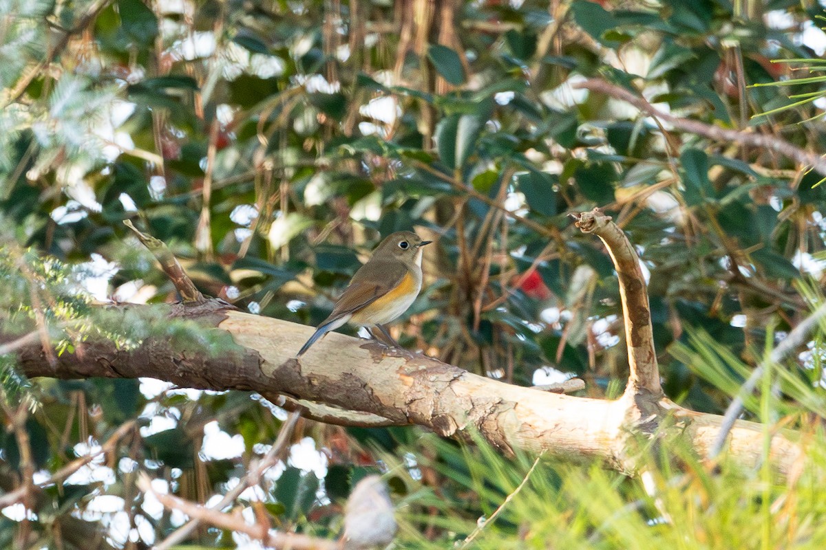 Red-flanked Bluetail - ML612021061